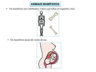 ANIMAIS MAMÍFEROS
• Os mamíferos son vertebrados, é dicir, que teñen un esqueleto, ósos.
• Os mamíferos nacen do ventre da nai.
 