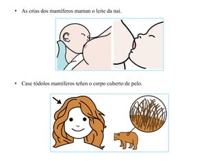 • Case tódolos mamíferos teñen o corpo cuberto de pelo.
• As crías dos mamíferos maman o leite da nai.
 