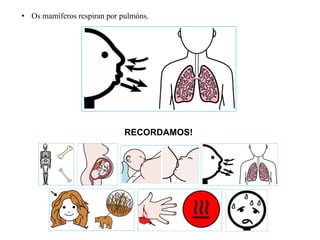 • Os mamíferos respiran por pulmóns.
RECORDAMOS!
 