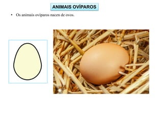 ANIMAIS OVÍPAROS
• Os animais ovíparos nacen de ovos.
 