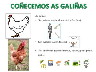 As galiñas:
• Son animais vertebrados (é dicir teñen ósos).
• Son ovíparos (nacen de ovos)
• Son omnívoros (comen insectos, herbas, grans, penso,
pan...)
 