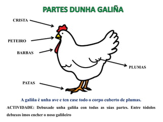 PLUMAS
CRISTA
PETEIRO
BARBAS
PATAS
A galiña é unha ave e ten case todo o corpo cuberto de plumas.
ACTIVIDADE: Debuxade unha galiña con todas as súas partes. Entre tódolos
debuxos imos encher o noso galiñeiro
 