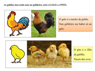 As galiñas non están soas no galiñeiro, está o GALO e o PITO.
O galo é o macho da galiña.
Nun galiñeiro soe haber só un
galo.
O pito é o fillo
da galilña.
Nacen dos ovos.
 