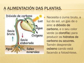 A alimentación das plantas | PPTX