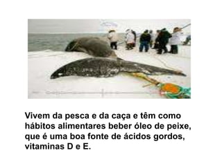 . Vivem da pesca e da caça e têm como hábitos alimentares beber óleo de peixe, que é uma boa fonte de ácidos gordos, vitaminas D e E.