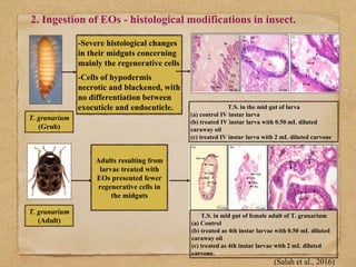 Role Of Diatomaceous Earth (DE) And Essential Oils in the management Of ...