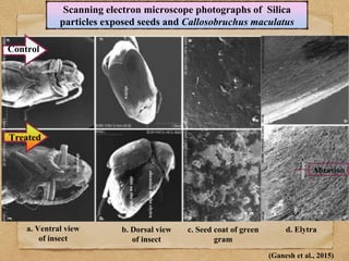 Role Of Diatomaceous Earth (DE) And Essential Oils in the management Of ...