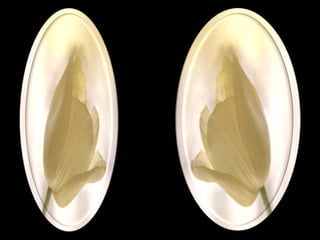 Pois a alma é simples e quando
está satisfeita transforma você
em um ser especial, invencível
e admirado por ser simplesmente
você!
 