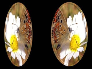 Enquanto você sonha com aquele
super emprego ou cargo público 
e chora por não passar no concurso
ou na seleção, 
a alma se sente bem em qualquer
trabalho honesto que possa te
sustentar, que possa trazer alívio
para as despesas que não param.
A alma não se aflige por tão
pouco...
 