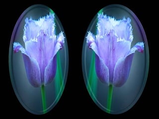 Qual é a meta da sua alma?
 