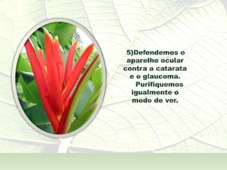 A  Alma Também  - André Luís