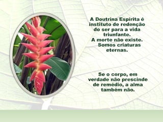 A  Alma Também  - André Luís