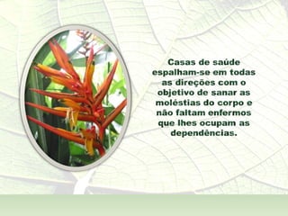 A  Alma Também  - André Luís