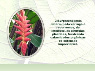 A  Alma Também  - André Luís