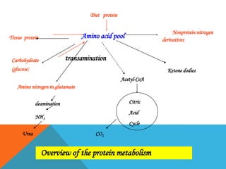 Amino acid metabolism | PPTX