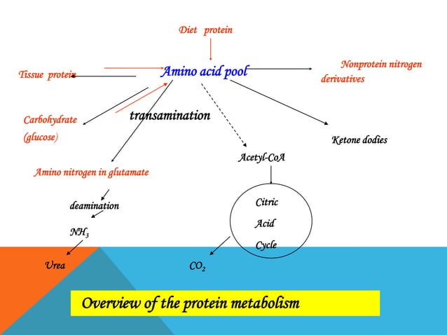 Amino acid metabolism | PPTX
