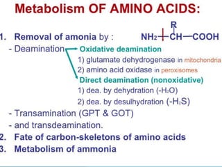 Amino acid metabolism | PPTX