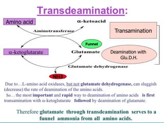 Amino acid metabolism | PPTX