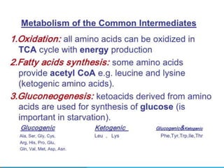 Amino acid metabolism | PPTX