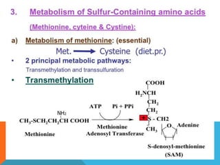 Amino acid metabolism | PPTX