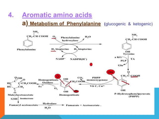 Amino acid metabolism | PPTX