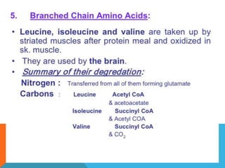 Amino acid metabolism | PPTX