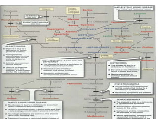 Amino acid metabolism | PPTX