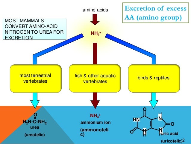Amino acid metabolism