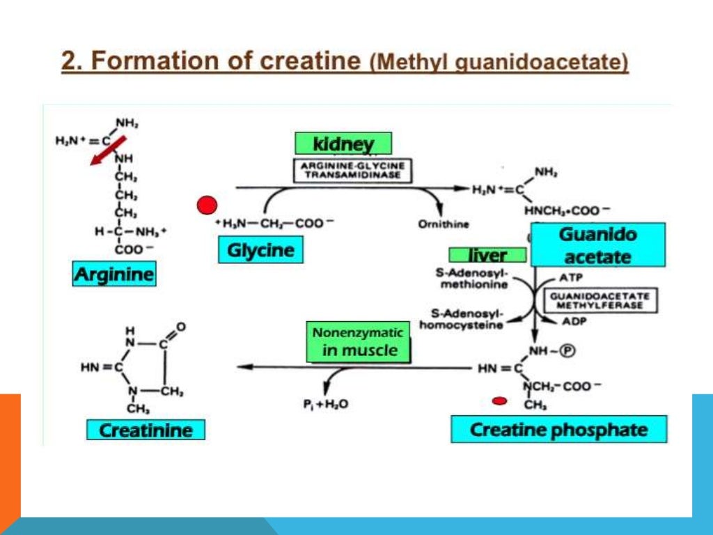 Amino acid metabolism