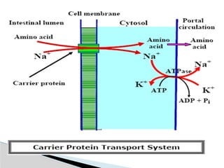 Amino acid metabolism occuring in the cells | PPTX