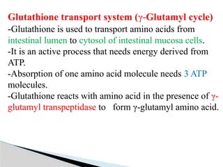 Amino acid metabolism occuring in the cells | PPTX