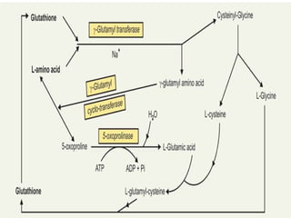 Amino acid metabolism occuring in the cells | PPTX