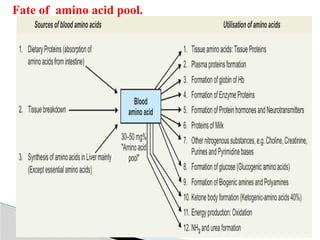 Amino acid metabolism occuring in the cells | PPTX