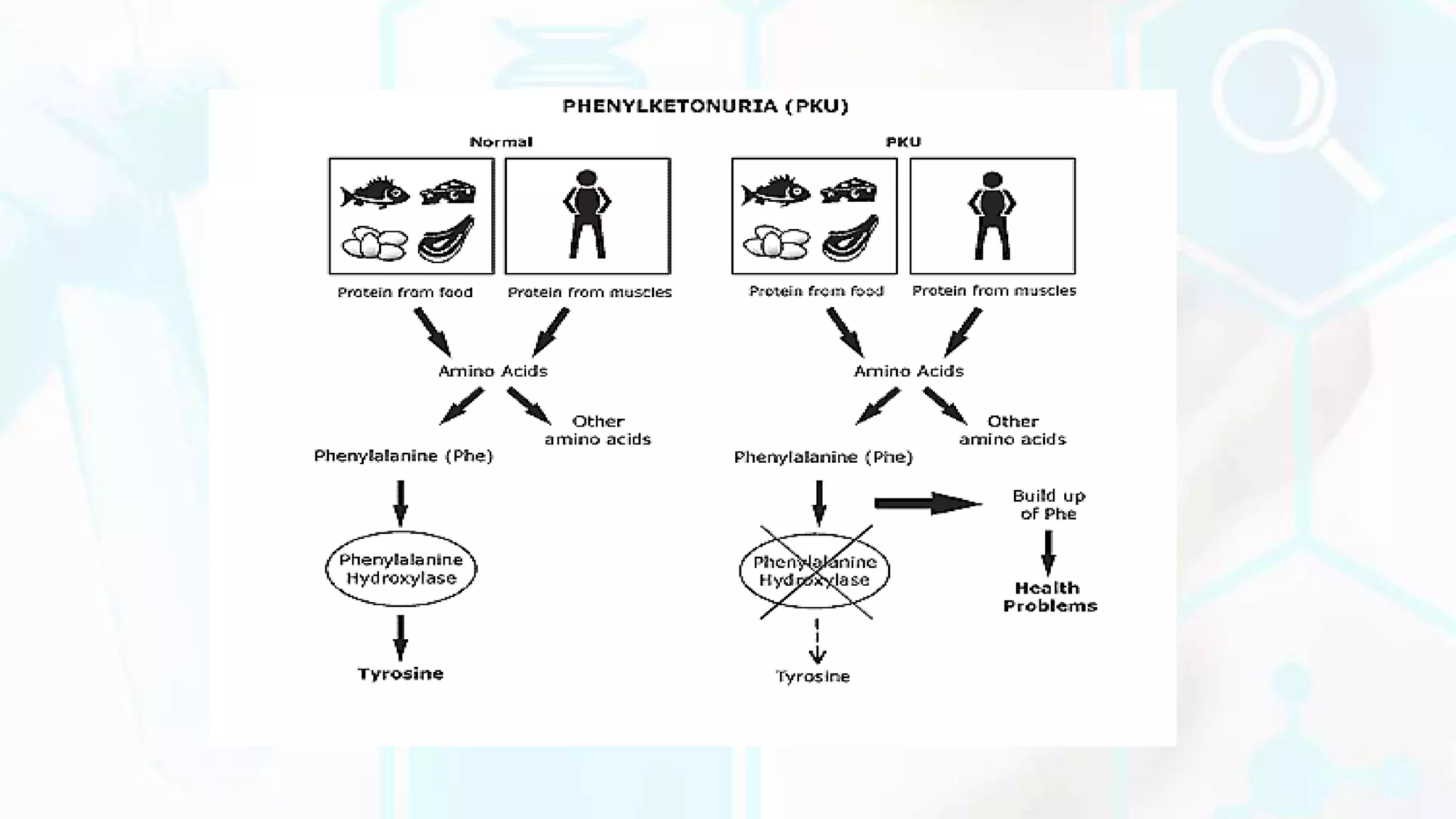 AMINO ACID METABOLISM DISORDERS | PPTX