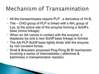  All the transaminases require PLP , a derivative of Vit B6
 The – CHO group of PLP is linked with έ-NH2 group of
Lys, at the active site of the enzyme forming a Schiff’s
base (imine linkage)
 When an AA comes in contact with the enzyme, it
displaces lys and a new Schiff base linkage is formed.
 The AA-PLP-Schiff base tightly binds with the enzyme
by non covalent forces.
 Snell & Braustein proposed Ping-Pong Bi Bi mechanism
involving a series of intermediates ( aldimines &
ketimines) in transamination reaction.
 