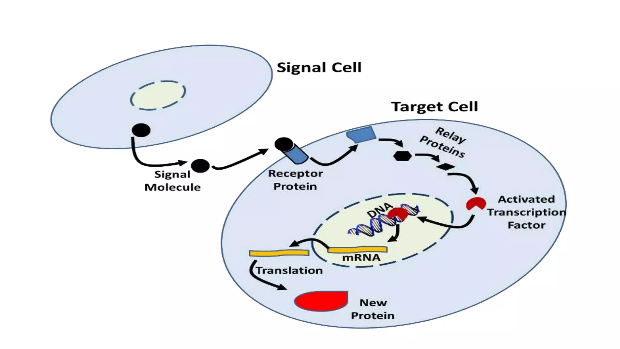 Control of gene expression ppt | PPTX