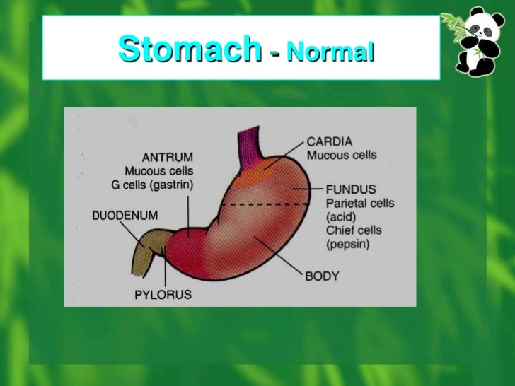 Stomach Antrum Anatomy