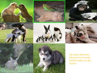 São todos diferentes
Mas bem lá no fundo
Gostam todos uns dos
Outros .
 