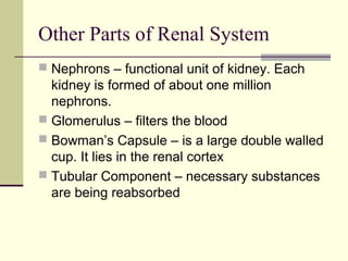 Nephrons – functional unit of kidney. Each
kidney is formed of about one million
nephrons.
 Glomerulus – filters the blood
 Bowman’s Capsule – is a large double walled
cup. It lies in the renal cortex
 Tubular Component – necessary substances
are being reabsorbed
Other Parts of Renal System
 