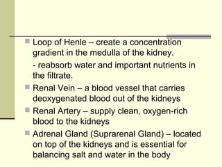  Loop of Henle – create a concentration
gradient in the medulla of the kidney.
- reabsorb water and important nutrients in
the filtrate.
 Renal Vein – a blood vessel that carries
deoxygenated blood out of the kidneys
 Renal Artery – supply clean, oxygen-rich
blood to the kidneys
 Adrenal Gland (Suprarenal Gland) – located
on top of the kidneys and is essential for
balancing salt and water in the body
 