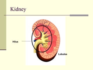Hilus
Lobules
Kidney
 