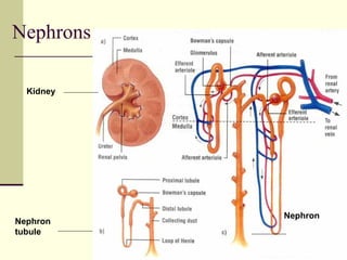 Nephrons
Nephron
tubule
Kidney
Nephron
 
