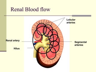 Renal Blood flow
Renal artery
Hilus
Segmental
arteries
Lobular
arteries
 