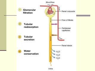 Glomerular
filtration
Tubular
reabsorption
Tubular
secretion
Water
conservation
 