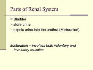 Parts of Renal System
 Bladder
- store urine
- expels urine into the urethra (Micturation)
Micturation – involves both voluntary and
involutary muscles.
 