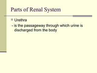 Parts of Renal System
 Urethra
- is the passageway through which urine is
discharged from the body
 