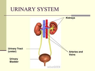 URINARY SYSTEM
                   Kidneys




Urinary Tract
(ureter)             Arteries and
                     Veins
 Urinary
 Bladder
 