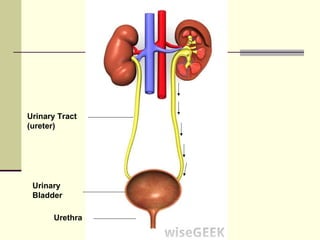 Urinary Tract
(ureter)




 Urinary
 Bladder

      Urethra
 