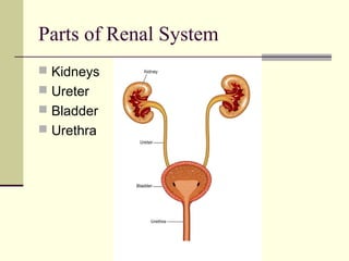 Parts of Renal System
 Kidneys
 Ureter
 Bladder
 Urethra
 
