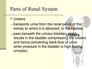 Parts of Renal System
 Ureters
- transports urine from the renal pelvis of the
  kidney to which it is attracted, to the bladder.
- pass beneath the urinary bladder, which
  results in the bladder compressing the ureters
  and hence preventing back-flow of urine
  when pressure in the bladder is high during
  urination.
 